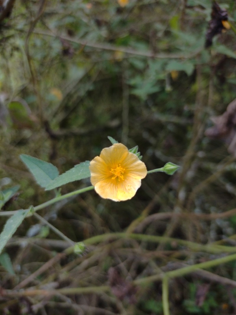 Javanese Fanpetals photo 4