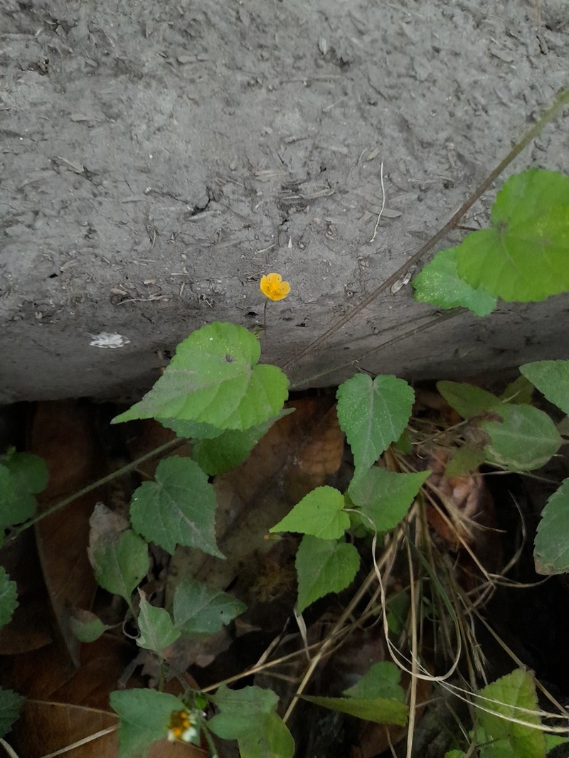 Javanese Fanpetals photo 6