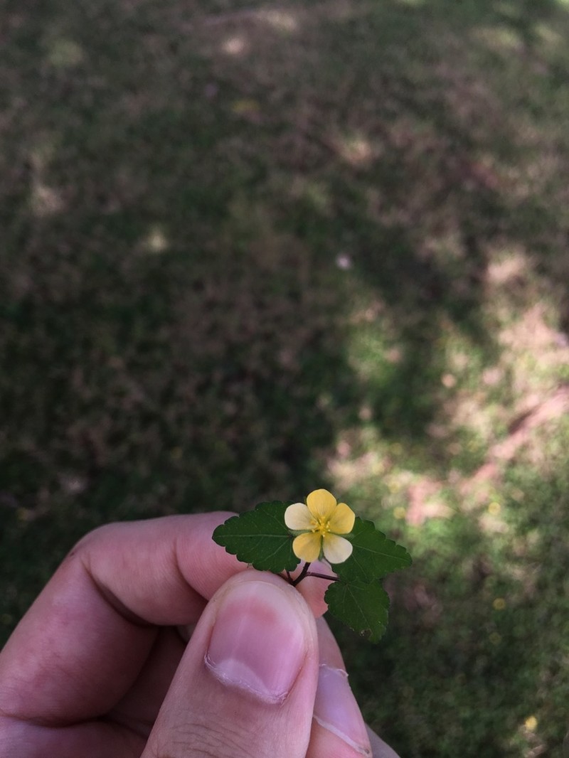 Javanese Fanpetals photo 7