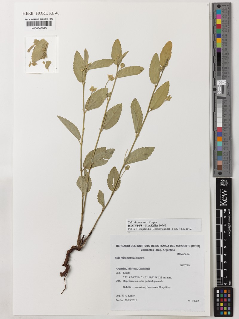 Sida rhizomatosa