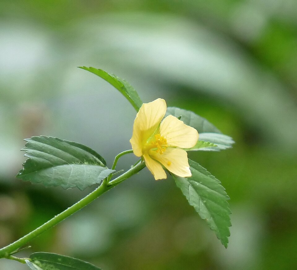 Cuban Jute
