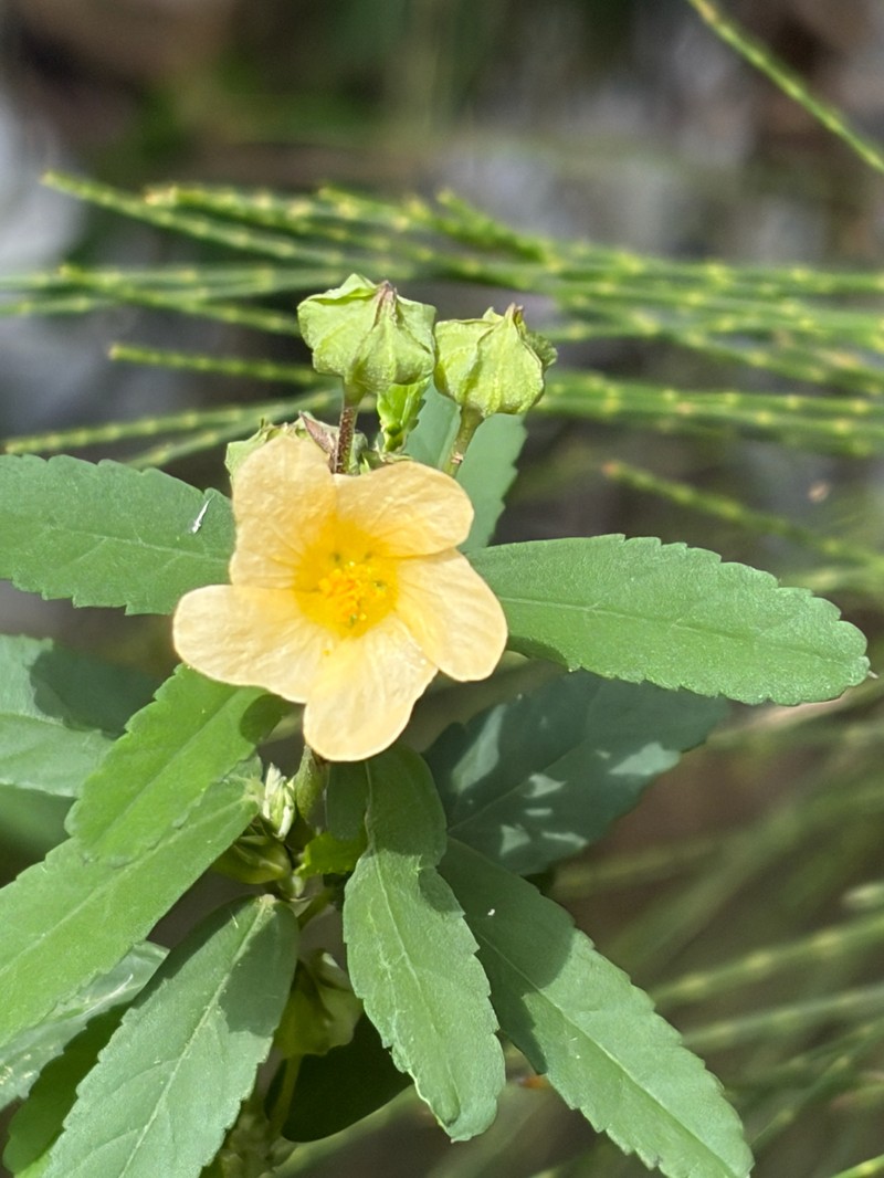 Sida rhombifolia subsp. rhombifolia photo 2