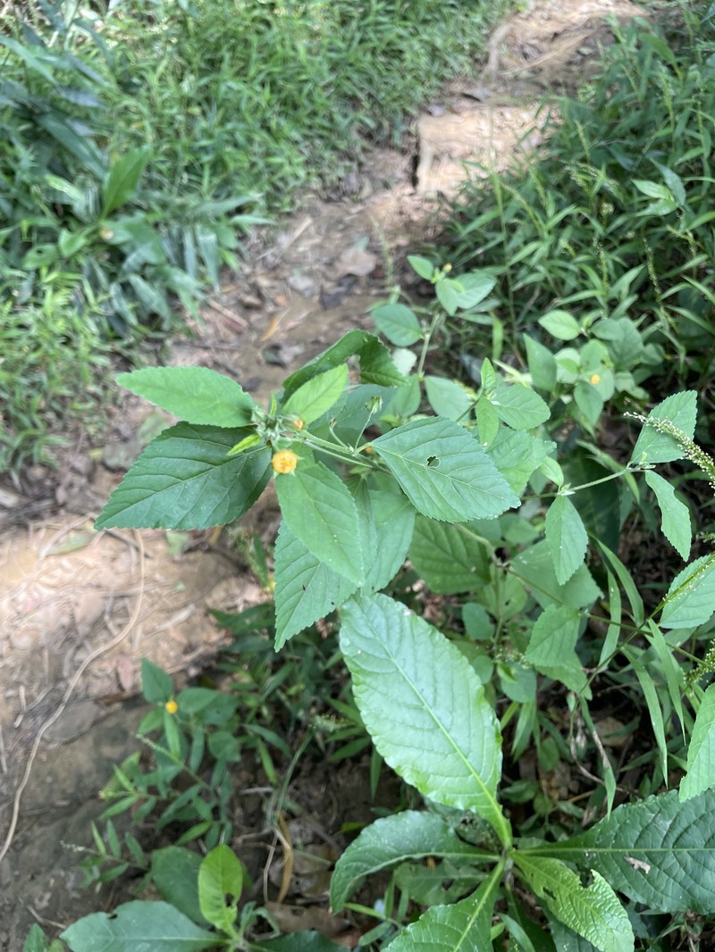 Sida rhombifolia subsp. rhombifolia photo 3