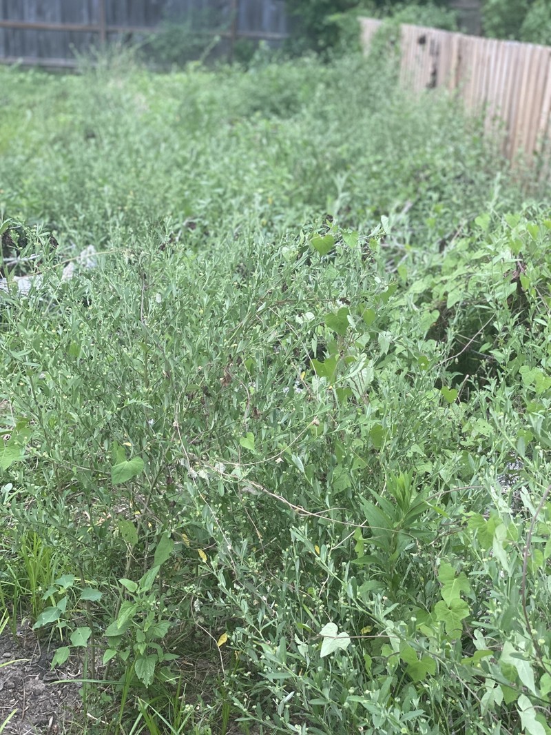 Sida rhombifolia subsp. rhombifolia photo 4