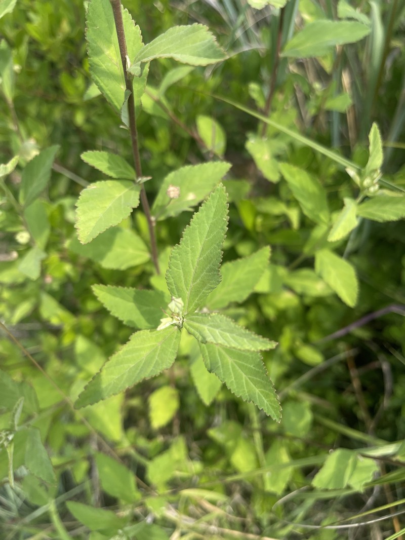 Sida rhombifolia subsp. rhombifolia photo 5