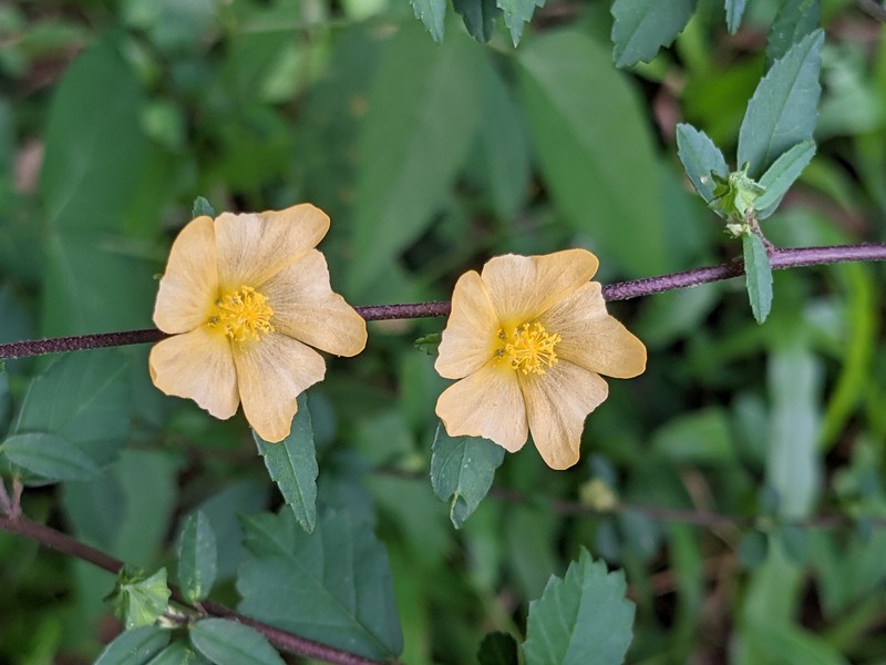 Sida rhombifolia subsp. rhombifolia