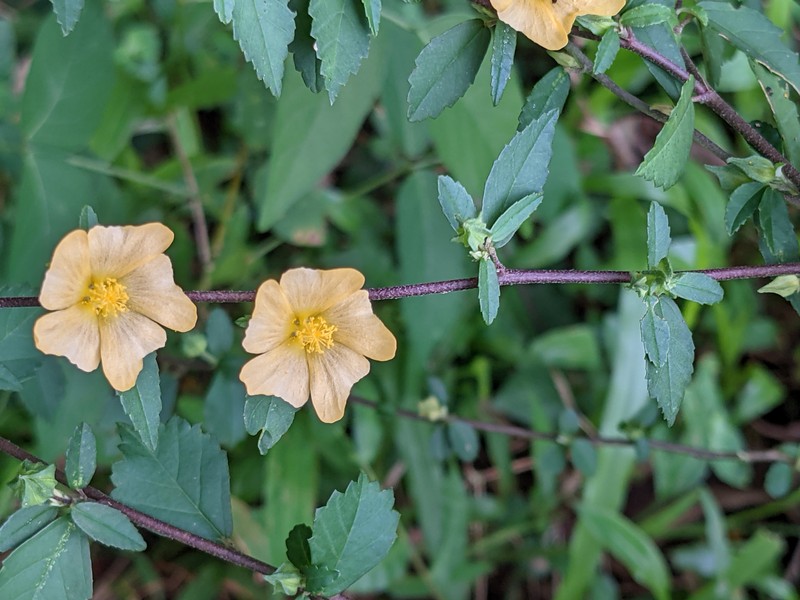 Sida rhombifolia subsp. rhombifolia photo 6