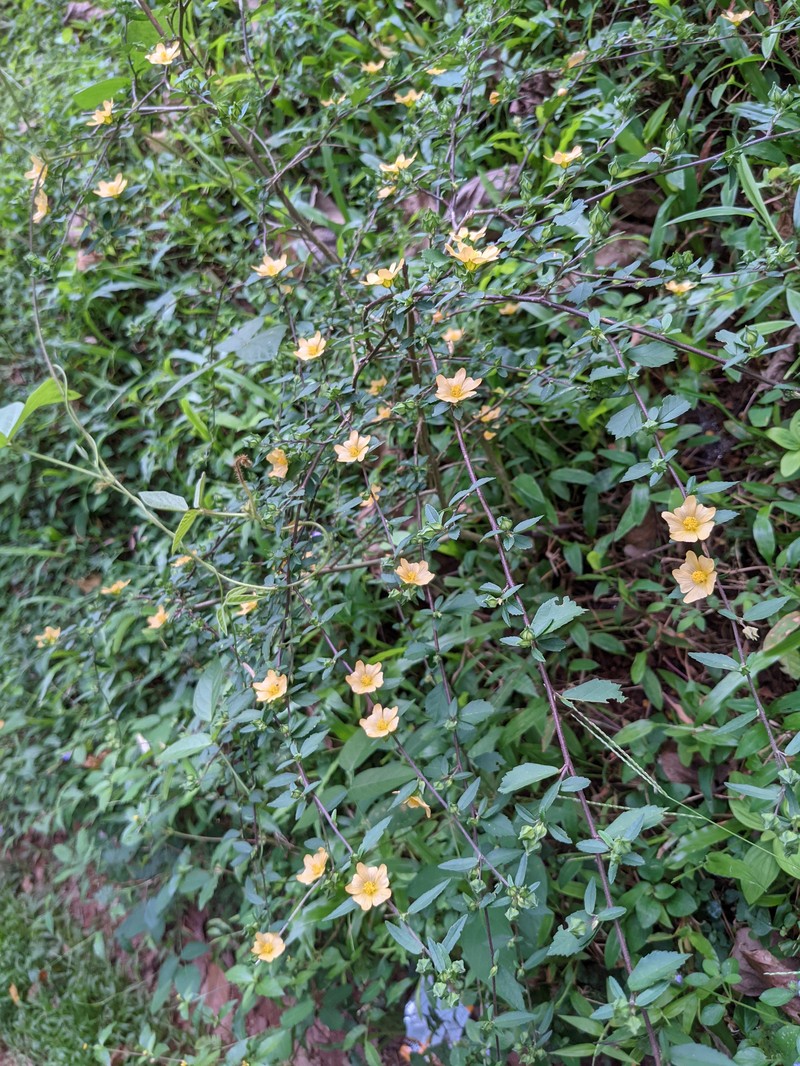 Sida rhombifolia subsp. rhombifolia photo 7