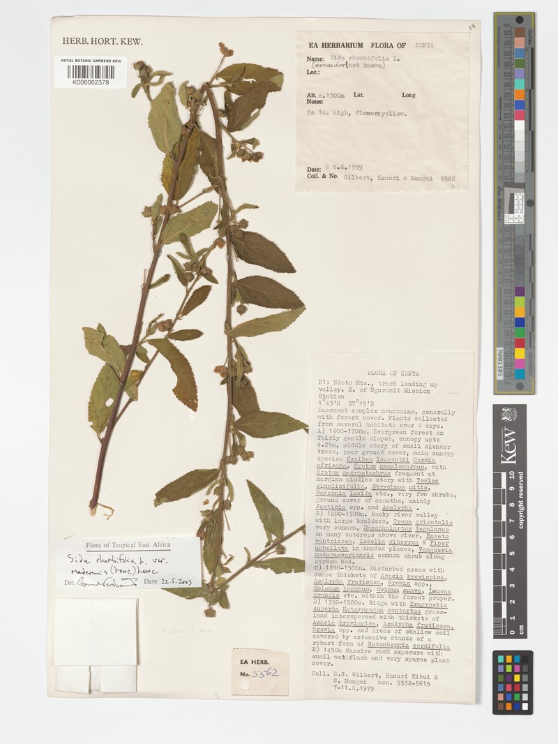 Sida rhombifolia var. maderensis