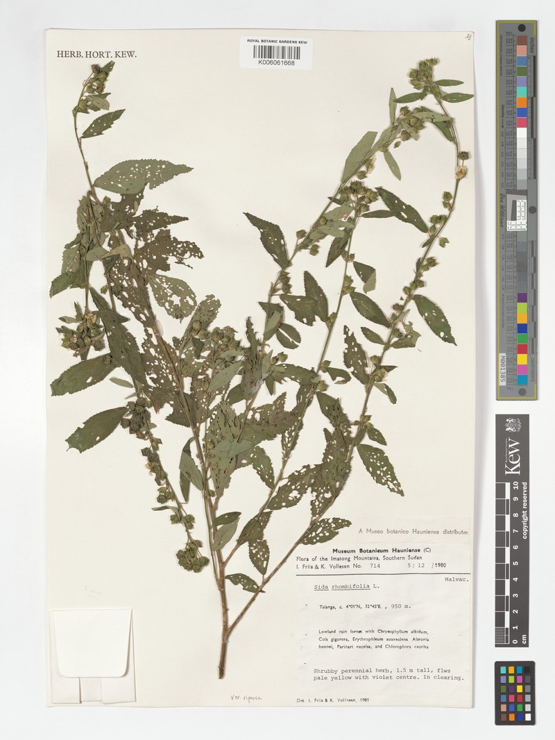 Sida rhombifolia var. riparia