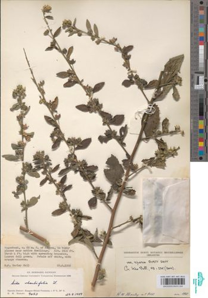 Sida rhombifolia var. riparia photo 2
