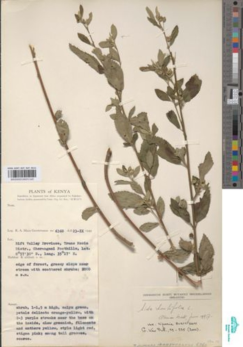 Sida rhombifolia var. riparia photo 3