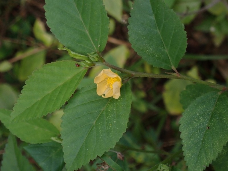 Sida rhombifolia var. scabrida