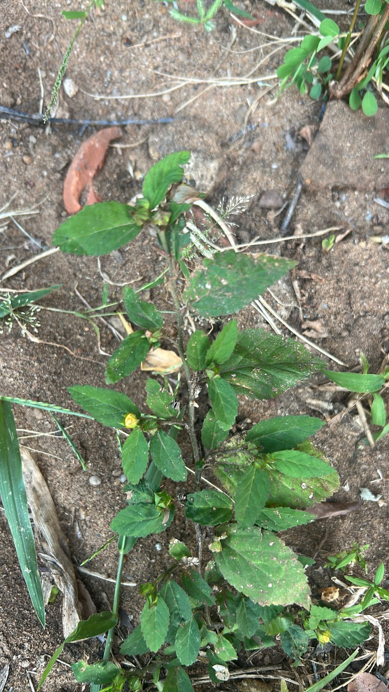 Sida rhombifolia var. scabrida photo 2