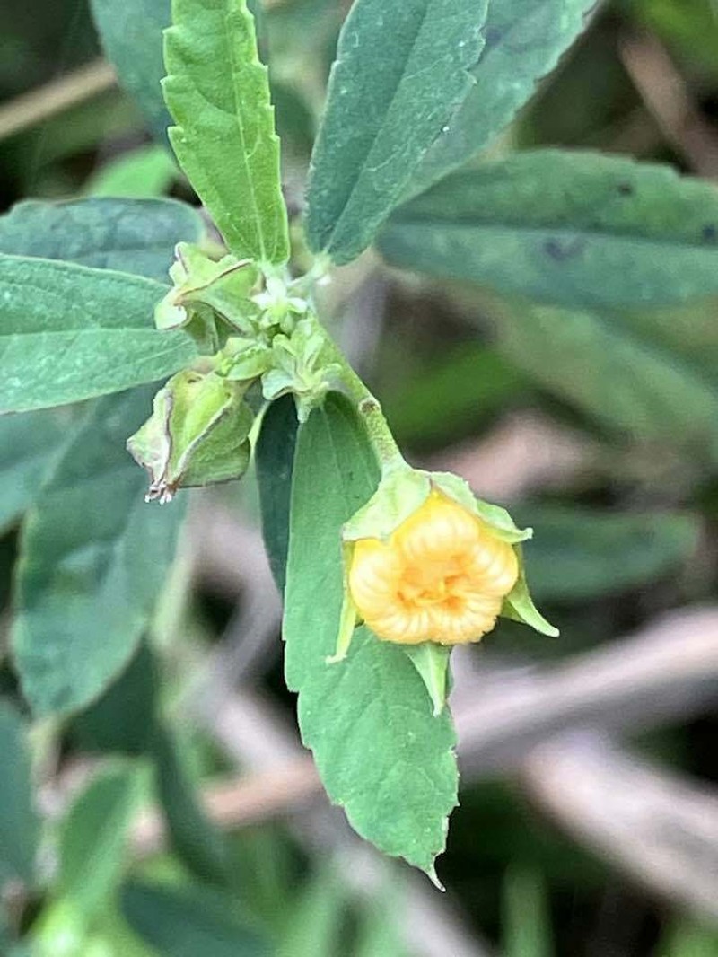 Sida rhombifolia var. scabrida photo 3