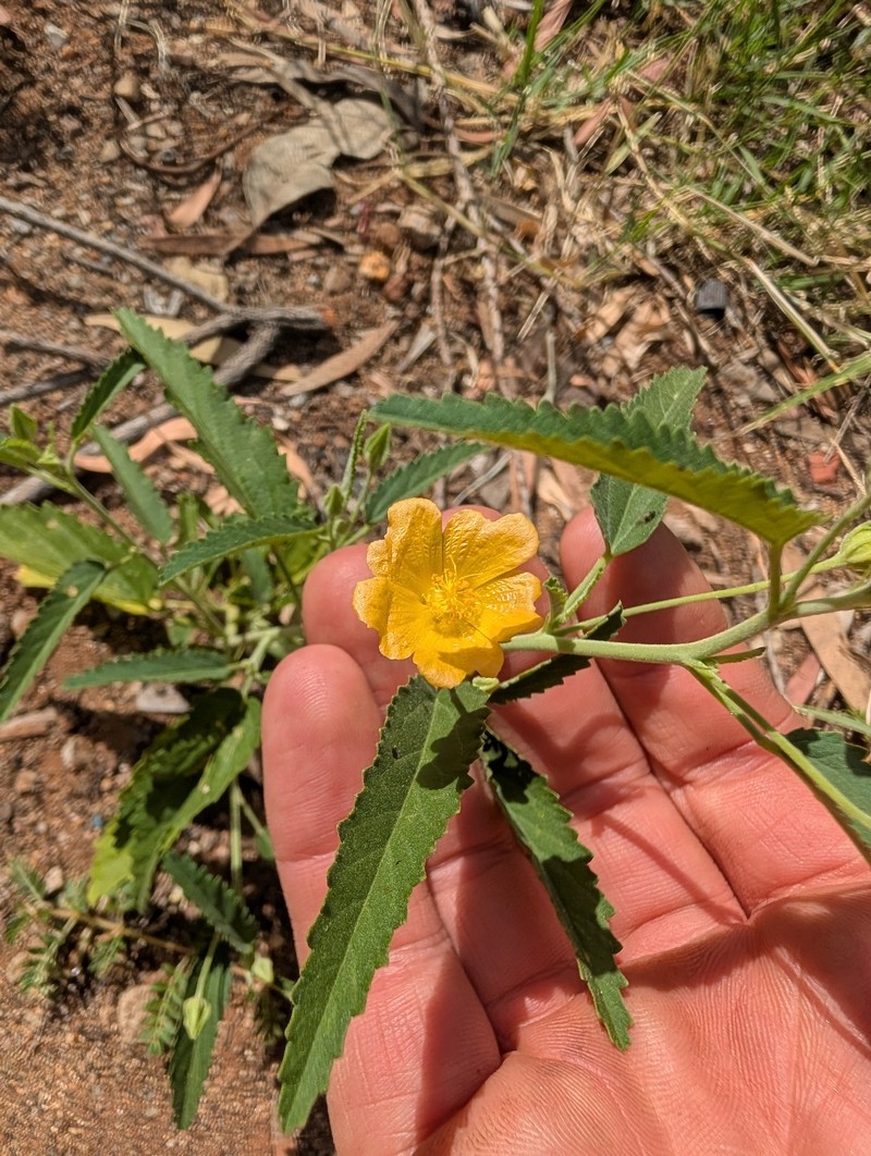 Sida rohlenae subsp. rohlenae
