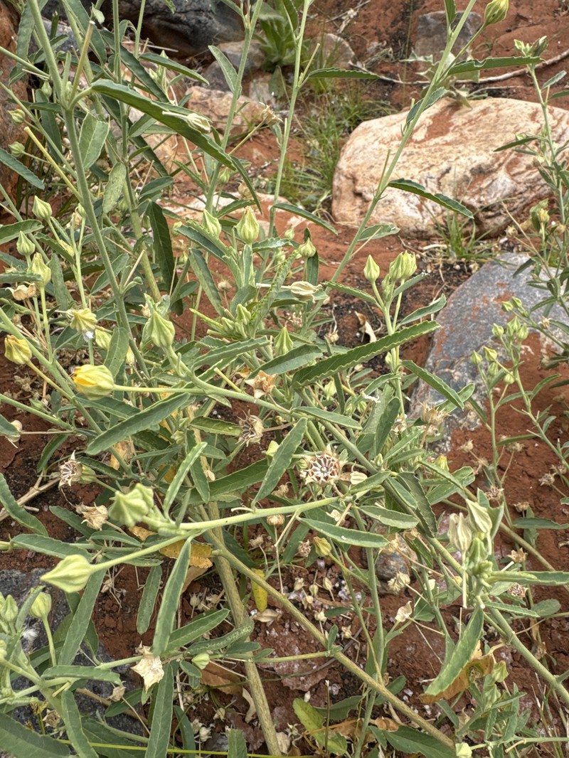 Sida rohlenae subsp. rohlenae photo 2