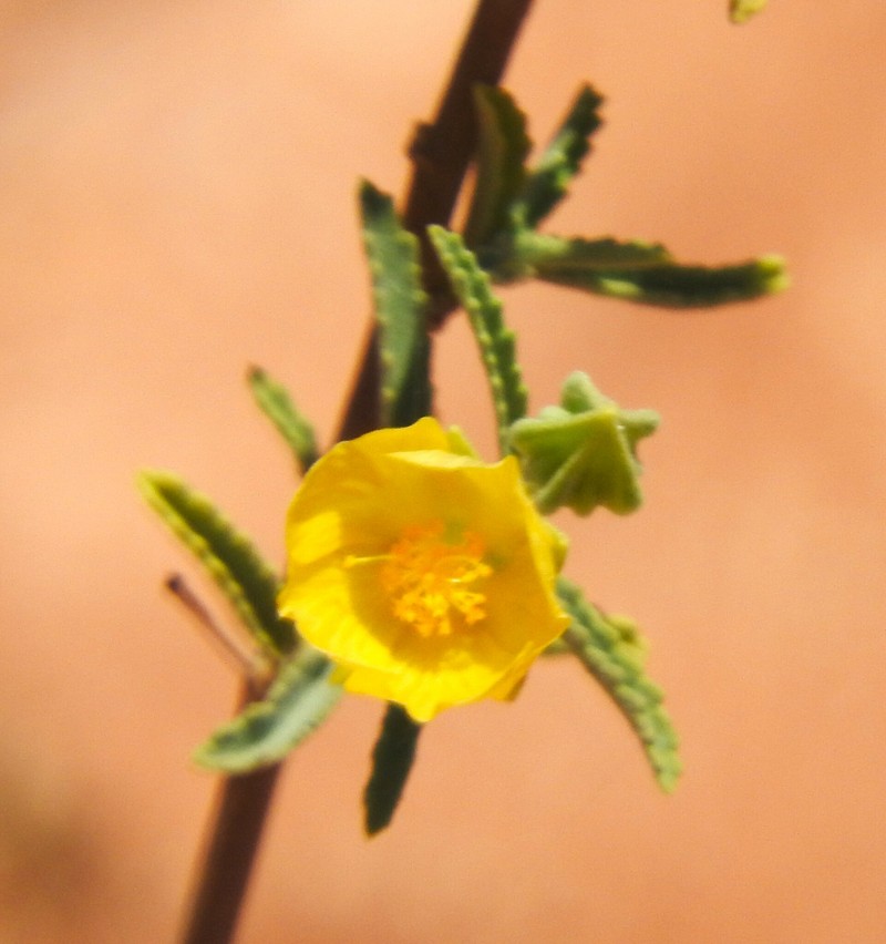 Sida rohlenae subsp. rohlenae photo 3