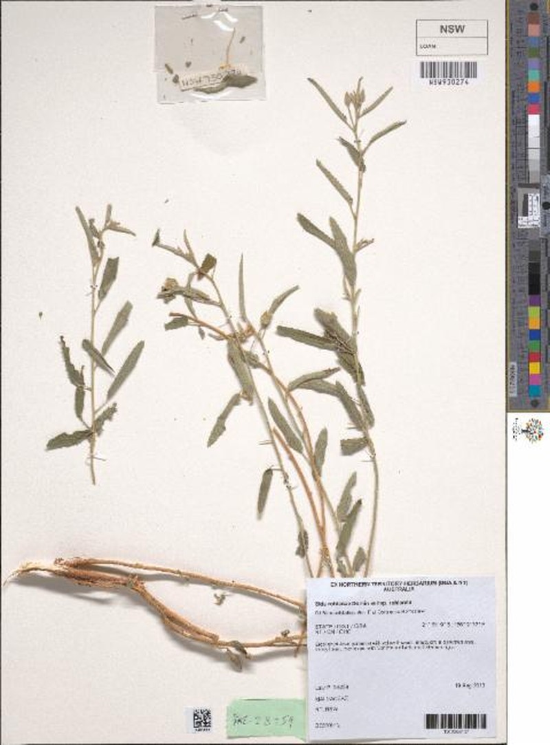 Sida rohlenae subsp. rohlenae photo 4