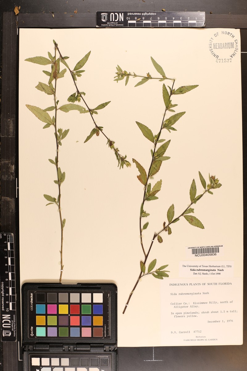 Red-Margin Fanpetals