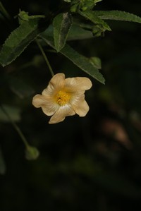 Escoba Parada