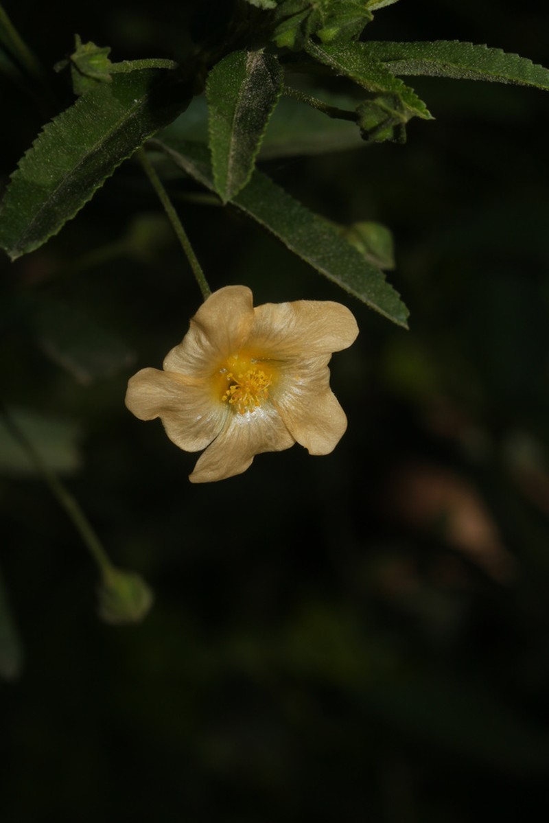 Escoba Parada
