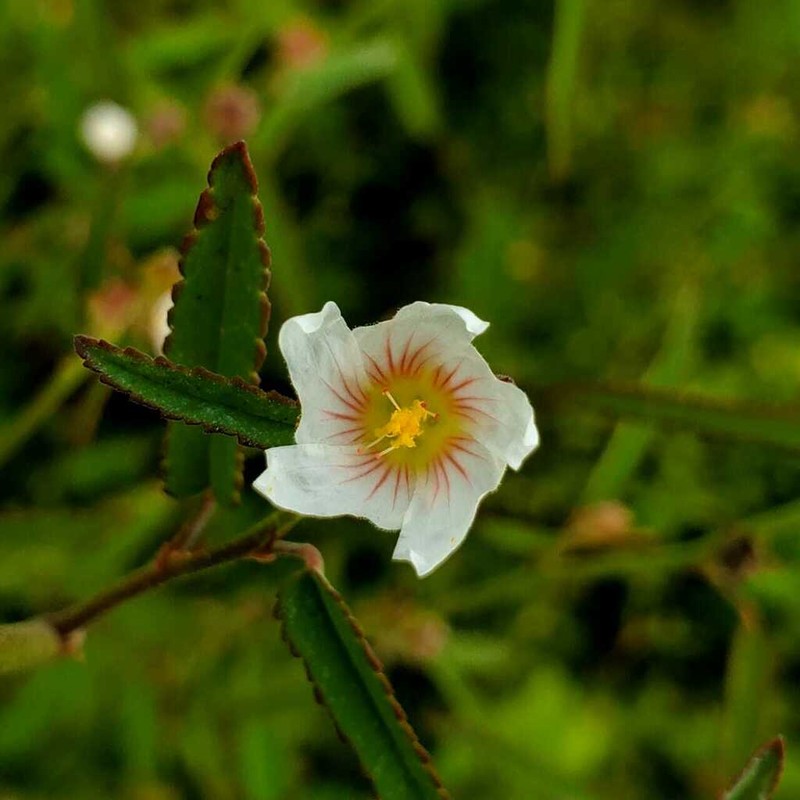 Escoba Parada photo 2