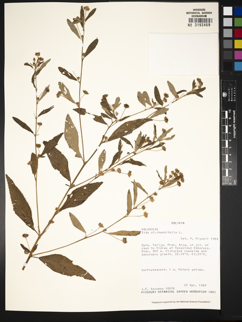 Sida saraviae
