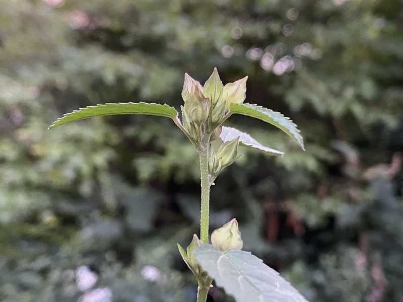 Prickly Fanpetals photo 5