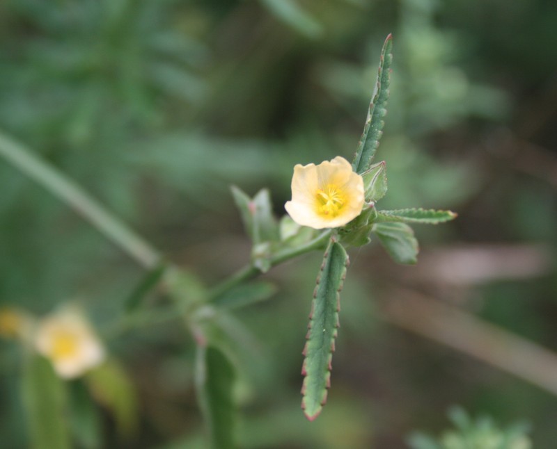 Prickly Fanpetals photo 3