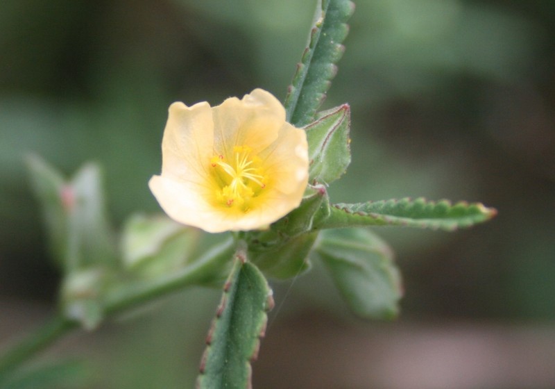 Prickly Fanpetals photo 4