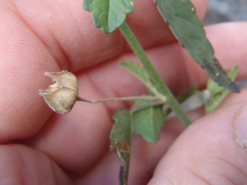 Earleaf Fanpetals
