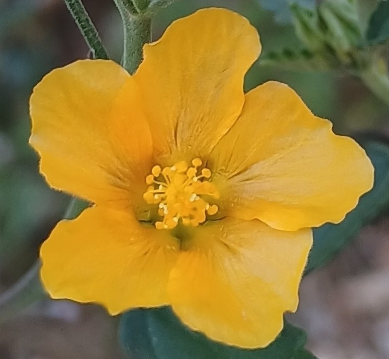 Earleaf Fanpetals photo 2