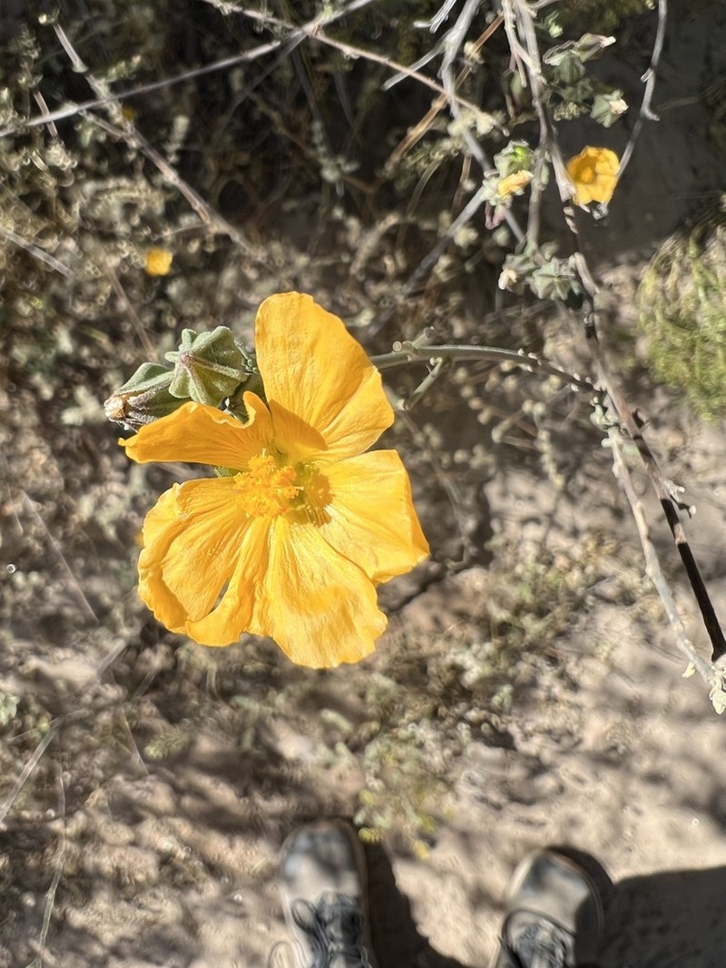 Earleaf Fanpetals photo 3