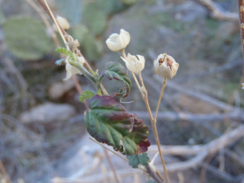 Earleaf Fanpetals photo 4