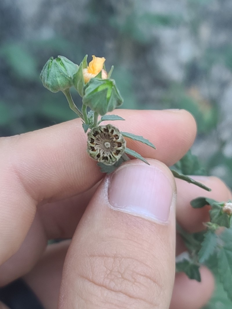 Earleaf Fanpetals photo 5