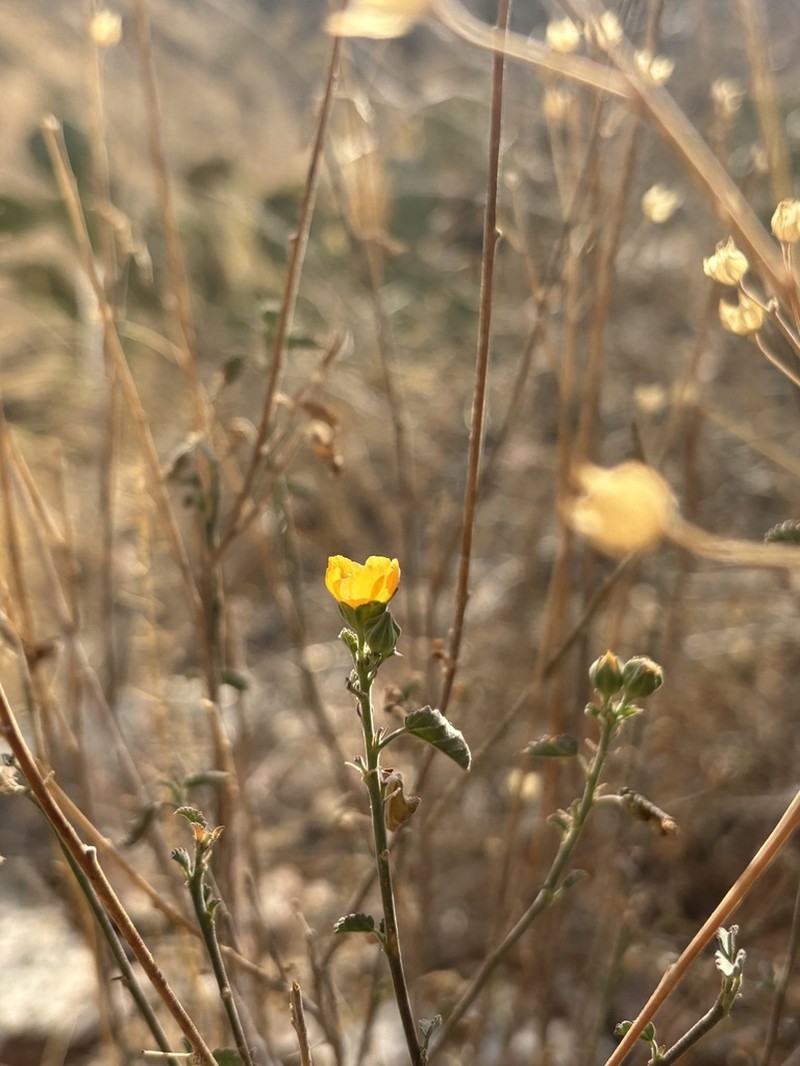 Earleaf Fanpetals photo 6