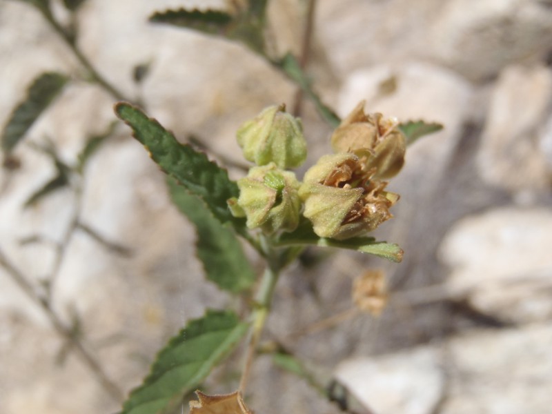 Earleaf Fanpetals photo 7
