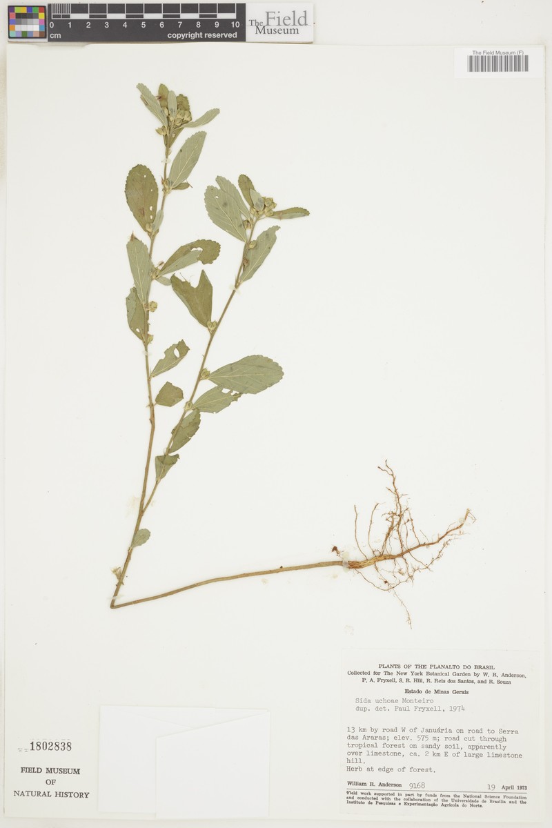 Sida uchoae