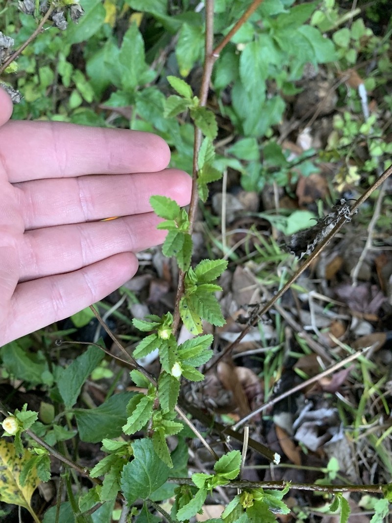 Sida ulmifolia