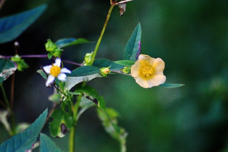 Sida ulmifolia photo 2