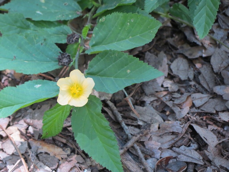 Sida ulmifolia photo 3