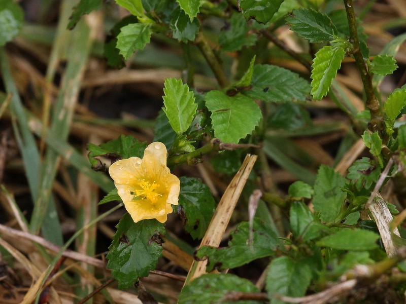 Sida ulmifolia photo 5