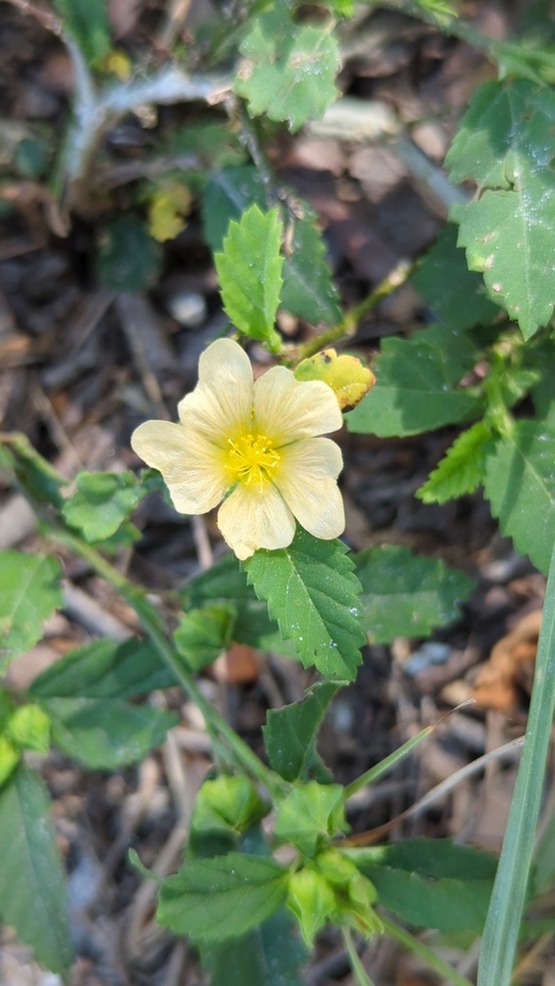 Sida ulmifolia photo 8