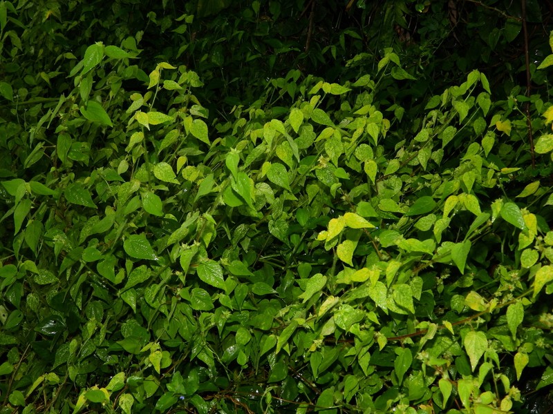Tropical Fanpetals photo 7
