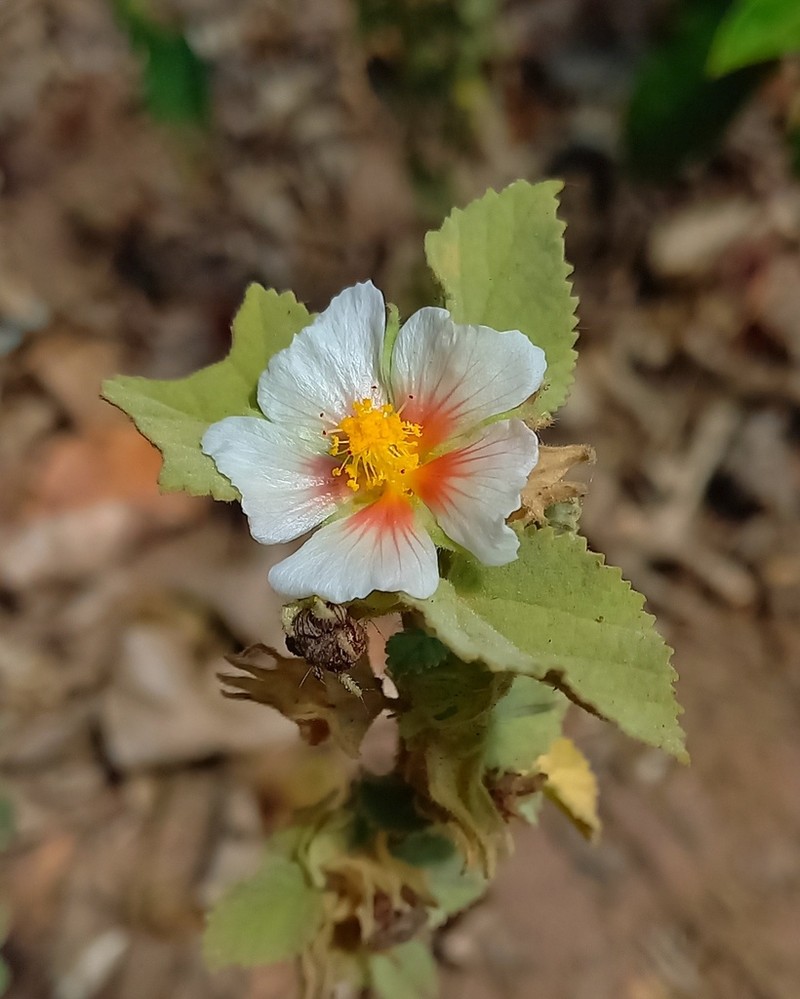 Sida vallsii