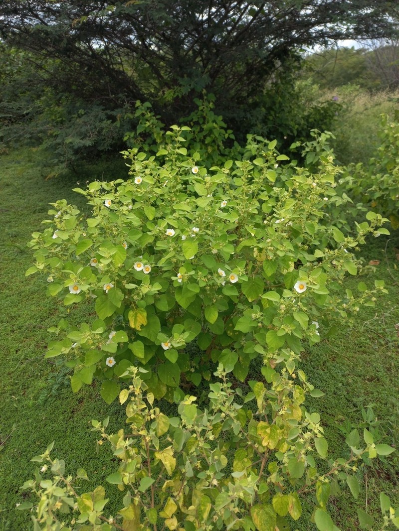 Sida vallsii photo 2
