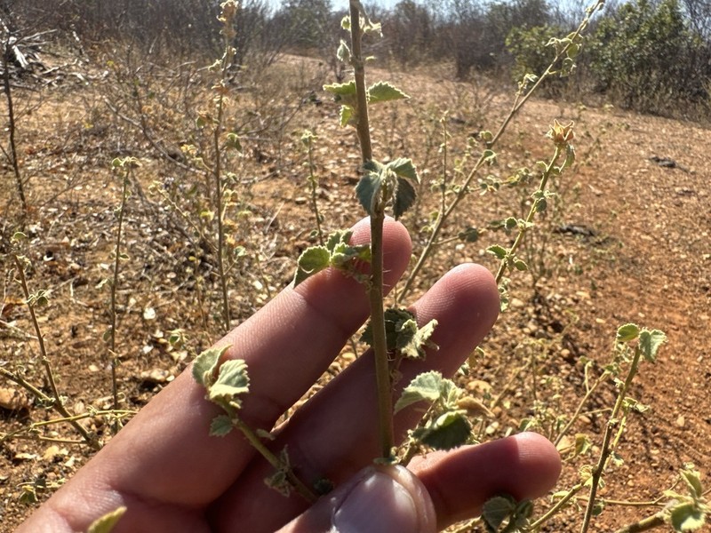 Sida vallsii photo 3