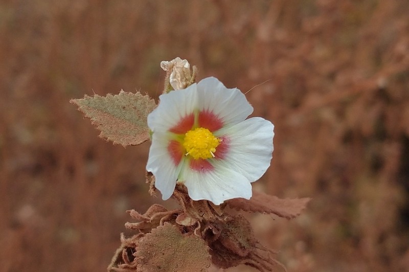 Sida vallsii photo 5