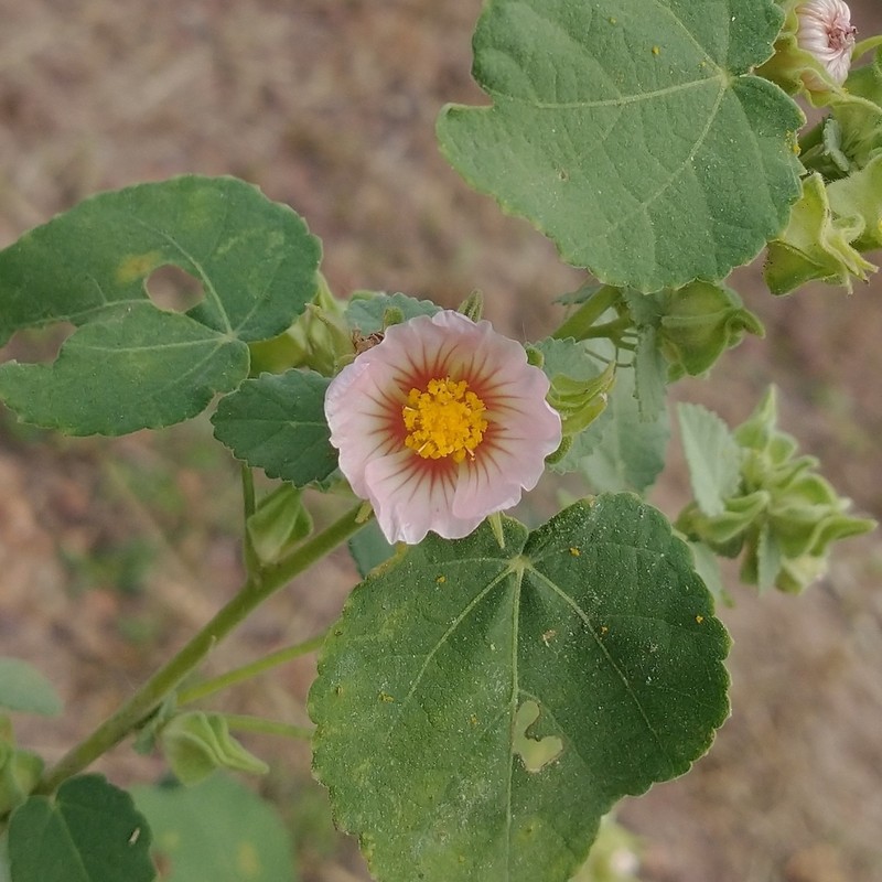 Sida vallsii photo 6